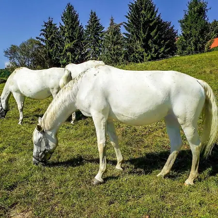Ferienwohnung Fur 4 Personen Ca 70 M In Piber, Steiermark Weststeiermark * Piber